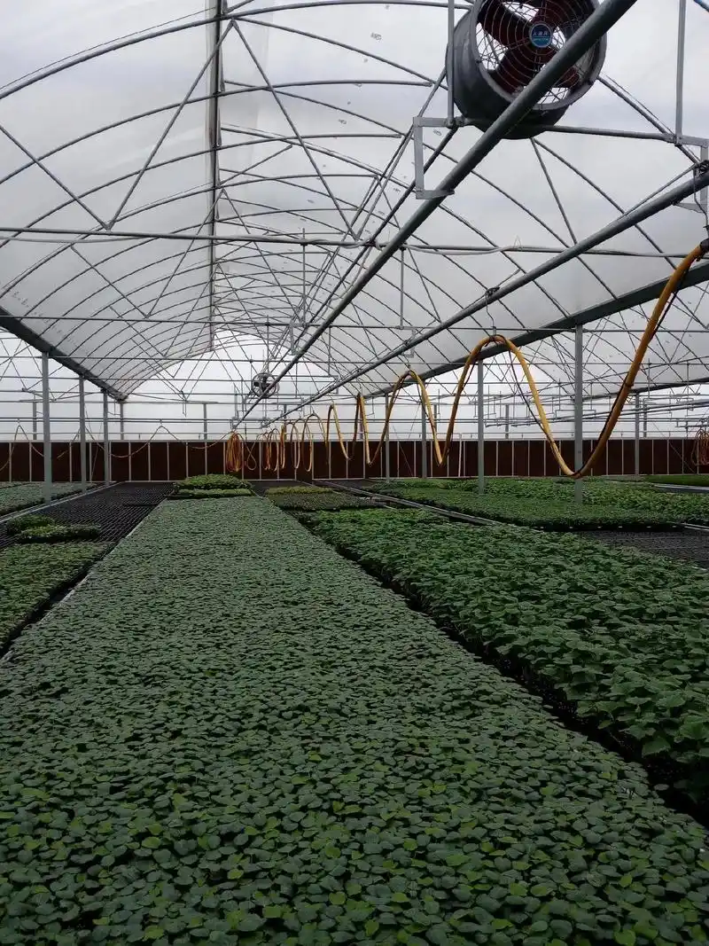 greenhouse